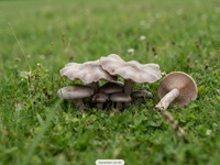 Horngrauer Rötelritterling1